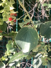 Cissampelos pareira