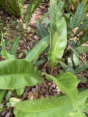 Anthurium raimundii