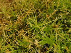 Leptobryum pyriforme