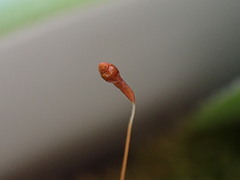 Leptobryum pyriforme