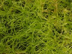 Leptobryum pyriforme