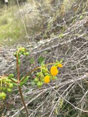 Calceolaria