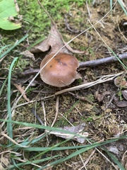 Cyclocybe erebia