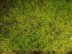 Leptobryum pyriforme