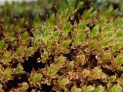 Imbribryum alpinum