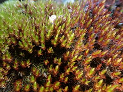 Imbribryum alpinum