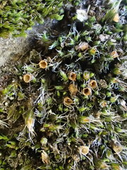 Coscinodon cribrosus