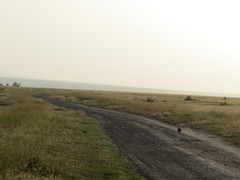 Eupodotis senegalensis