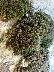 Coscinodon cribrosus