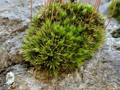 Ptychostomum pallescens