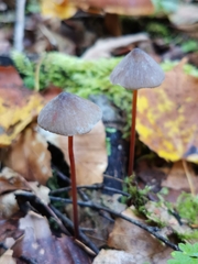 Mycena crocata