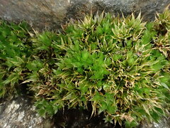 Ptychostomum pallescens