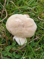 Cuphophyllus pratensis pallidus