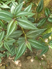 Tradescantia zebrina