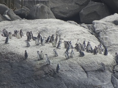 Spheniscus humboldti