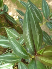 Tradescantia zebrina