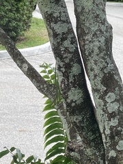 Anolis equestris