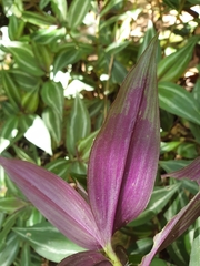 Tradescantia zebrina