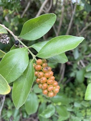 Citharexylum berlandieri