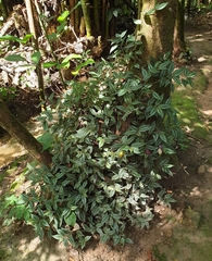 Tradescantia zebrina