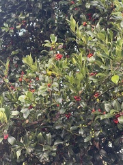 Ilex aquifolium