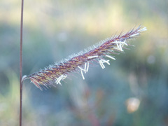 Bouteloua pectinata