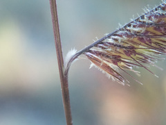 Bouteloua pectinata