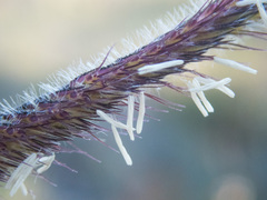 Bouteloua pectinata