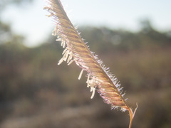 Bouteloua pectinata
