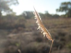 Bouteloua pectinata