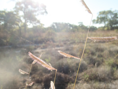 Bouteloua pectinata