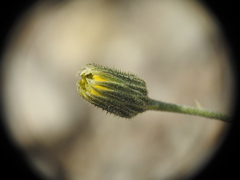 Hieracium