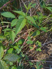 Rubus pensilvanicus