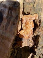 Ductifera pululahuana