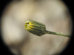 Hieracium