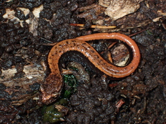 Plethodon vehiculum