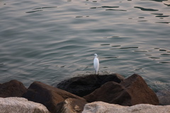 Egretta garzetta