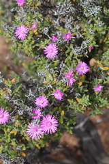 Drosanthemum asperulum