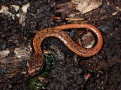 Plethodon vehiculum