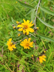 Aldama buddlejiformis