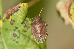 Peribalus strictus vernalis