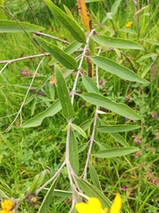 Aldama buddlejiformis
