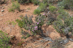 Drosanthemum asperulum