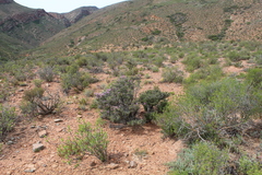 Drosanthemum asperulum