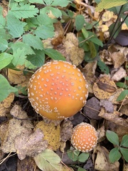 Amanita