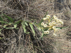 Asclepias asperula