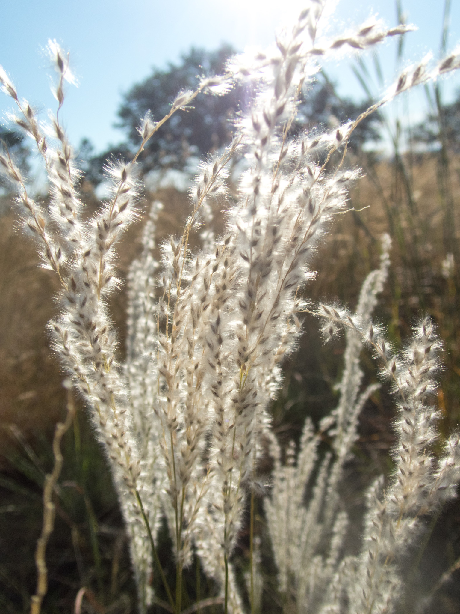Digitaria californica