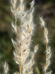 Digitaria californica