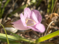 Agalinis heterophylla