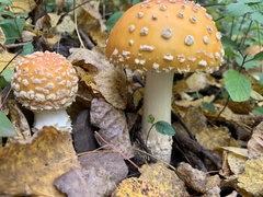 Amanita